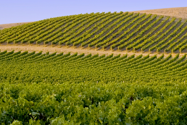 Napa Valley Sessions: An Exploration of Viticulture
