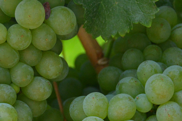 The Varieties of Napa Valley: Winemakers Discuss Top Grapes